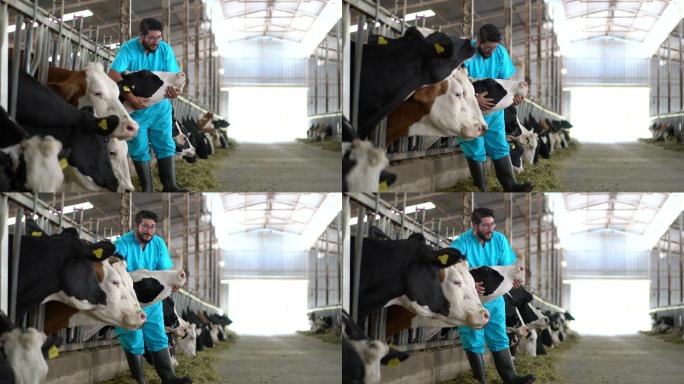 兽医检查奶牛进畜棚
