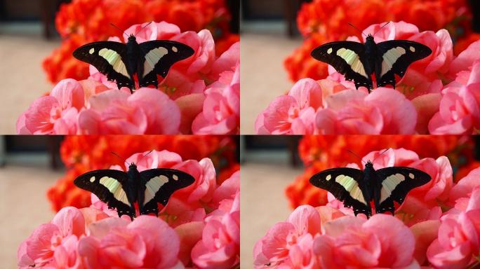 秋海棠鳞茎上的蝴蝶