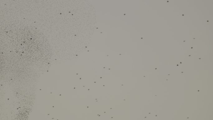 罗马天空中的一群椋鸟
