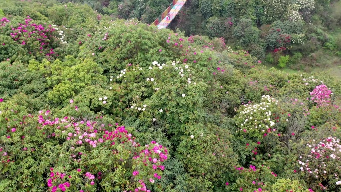 百里杜鹃金坑景区彩虹桥