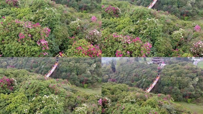 百里杜鹃金坑景区彩虹桥