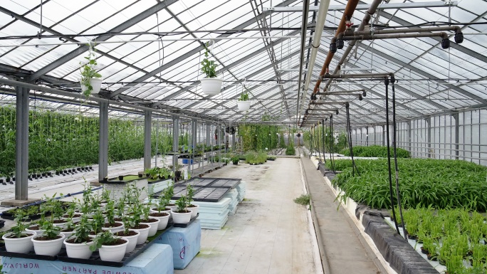 商业温室内部蔬菜大棚种植基地