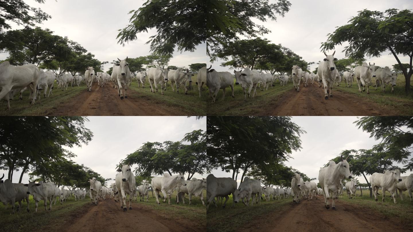 巴西马托格罗索，一群牛群走向摄像机
