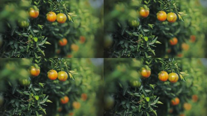 橘子树上的鲜橙水果特写慢动作水高端冲水滴