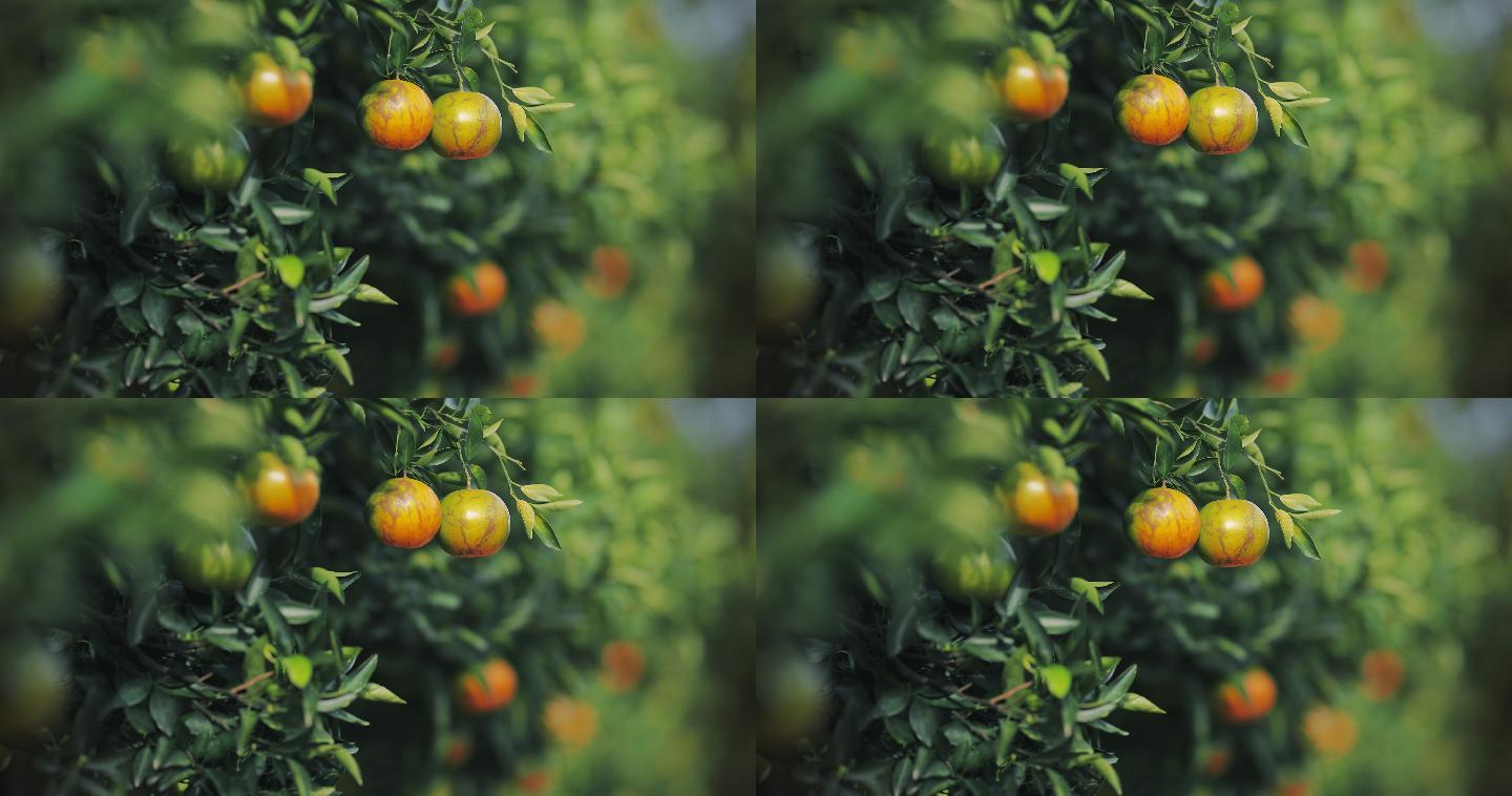 橘子树上的鲜橙水果特写慢动作水高端冲水滴