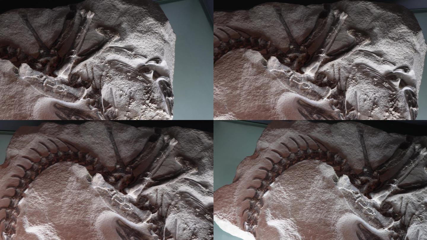 博物馆展出恐龙化石 (1)