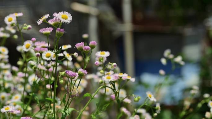 野花 花丛 花圃 小区绿化一角