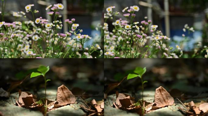 野花 花丛 花圃 小区绿化一角