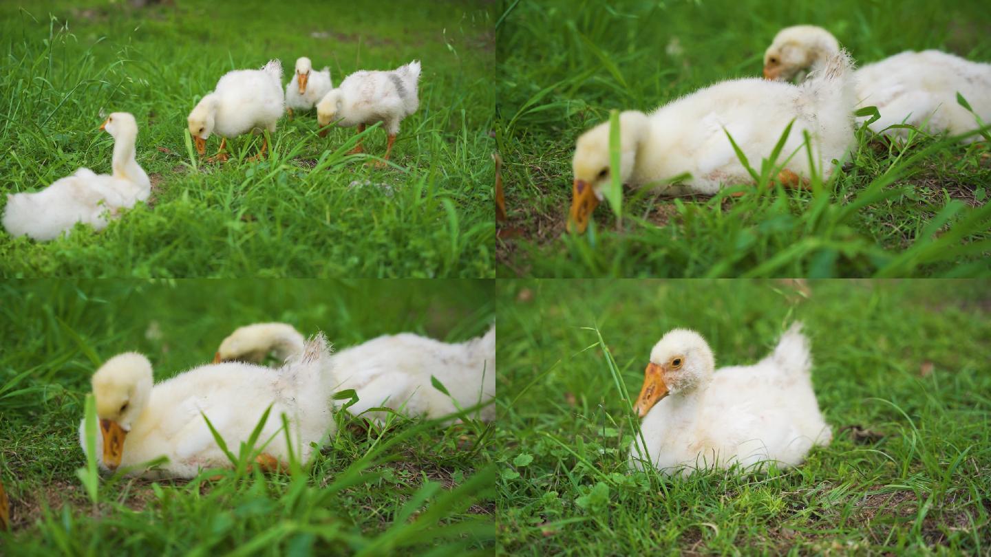 【原创】草丛里可爱的小鸭子吃草空镜头