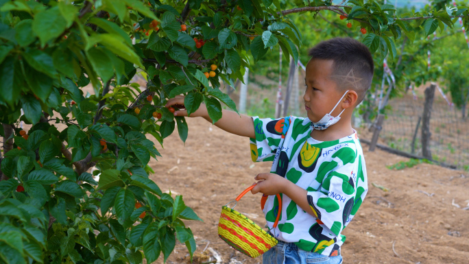 儿童采摘樱桃，小孩采摘水果