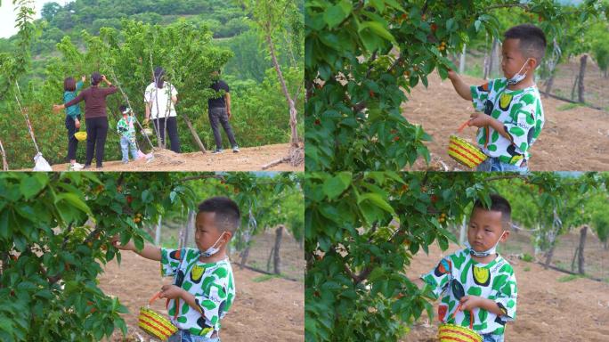 儿童采摘樱桃，小孩采摘水果