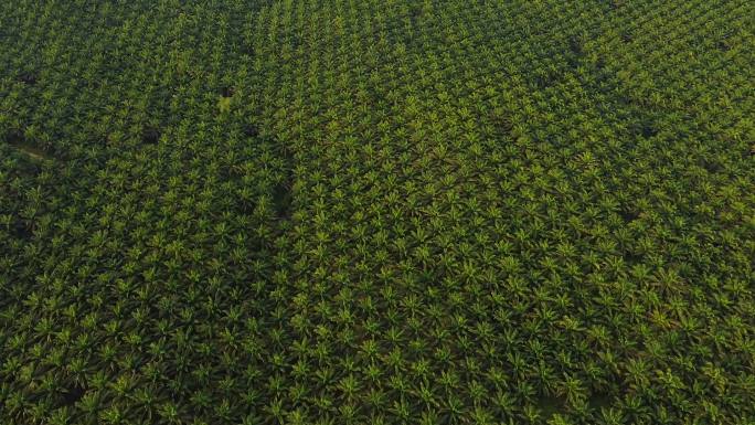 东亚棕榈油种植园绿色立体图。