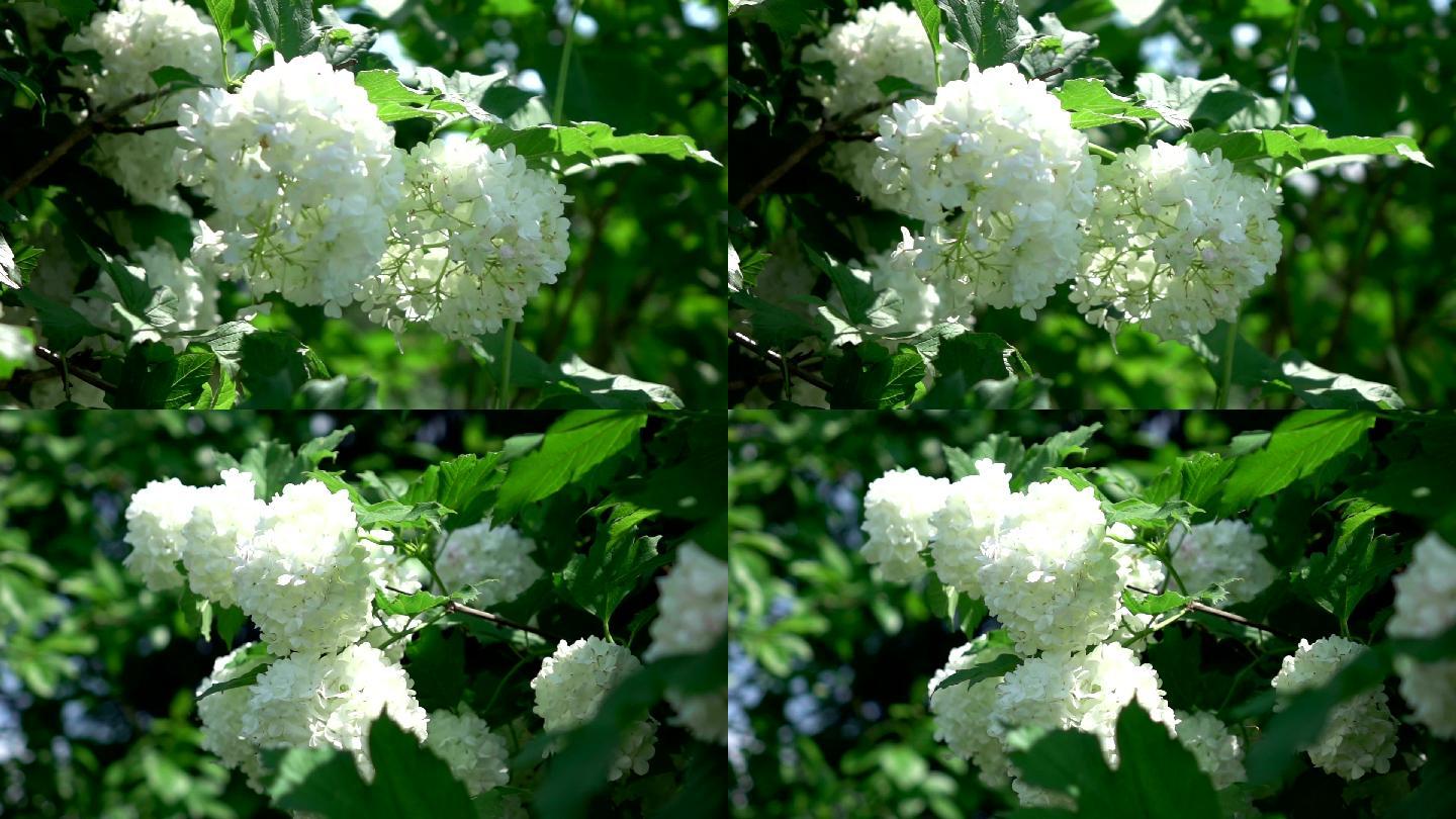两段白色绣球花慢镜头视频