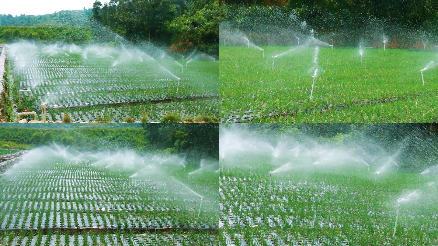 农村自动喷淋灌溉农田