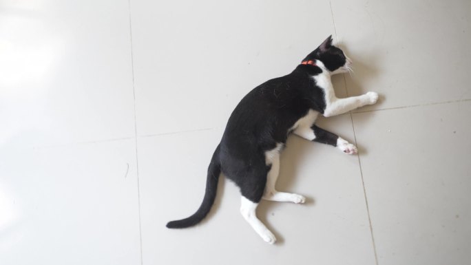 一只莫吉混血猫在屋子里跑来跑去。