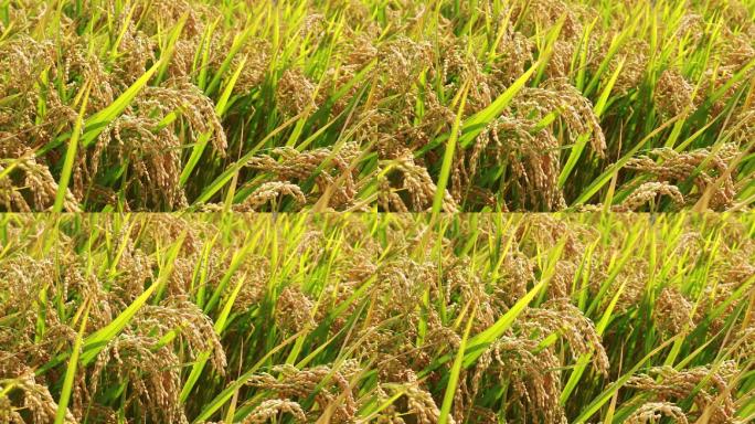 稻谷成熟了金黄色的丰收