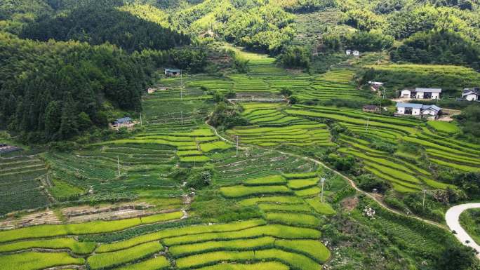 江西赣州赣南梯田赣南农村乡村振新稻田风景