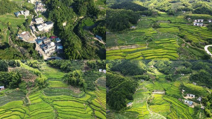 江西赣州赣南梯田赣南农村乡村振新稻田风景