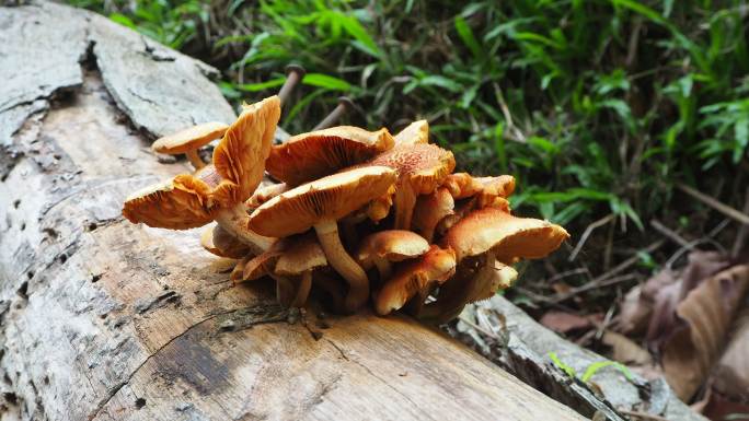 原木上的蘑菇黄色蘑菇拥挤在一起的菌