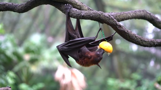 马来飞狐吃水果动物动物进食蝙蝠