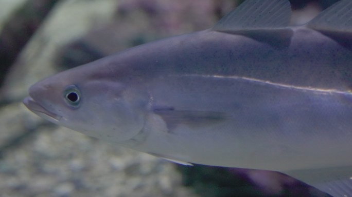 挪威大型水族馆中的鱼类：北极鳕鱼