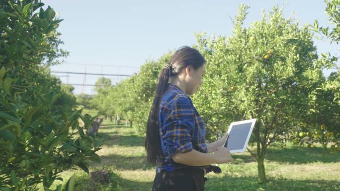 东南女人用药片检查花园里的桔子