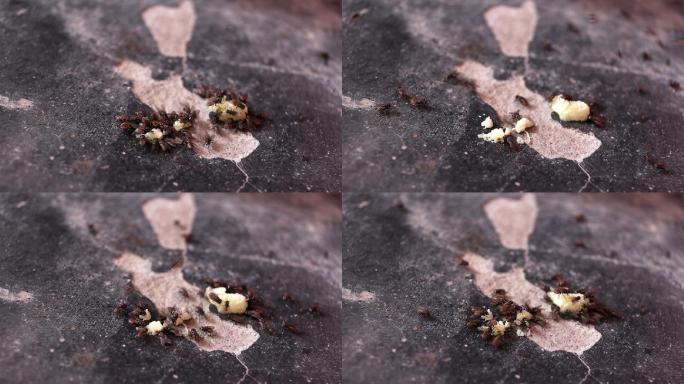 大量家蝇在吃食物腐败恶心肮脏发霉变质