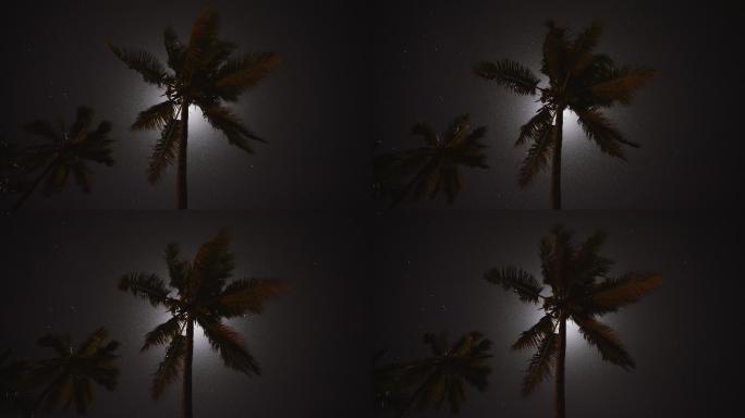 月光穿过棕榈叶夜间的棕榈叶神秘的月光晚上