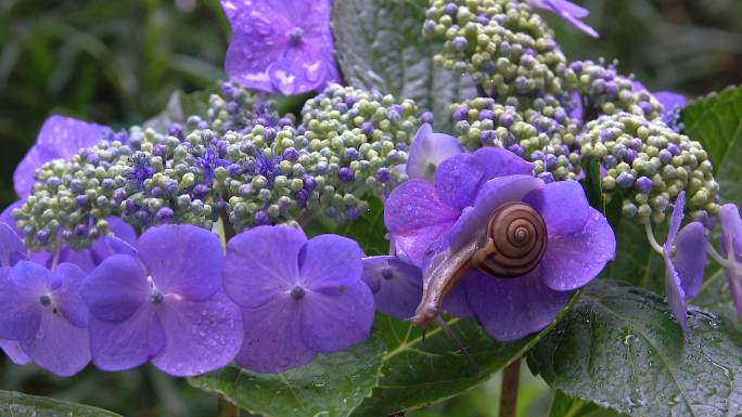 绣球花上的蜗牛蜗牛特写
