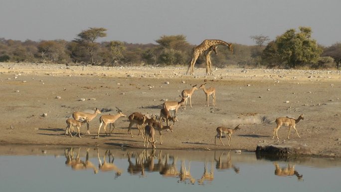长颈鹿格斗草食动物动物迁移