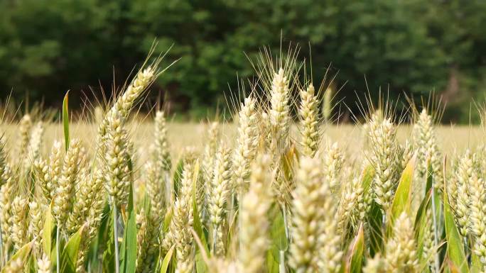 麦子成熟-小麦-成熟-麦田