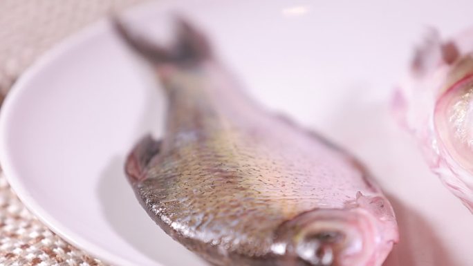 【镜头合集】白鲢鱼大头鱼胖头鱼  (2)