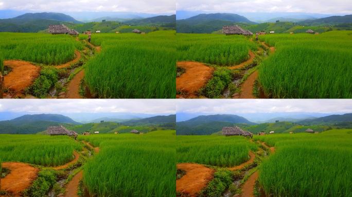 泰国清迈美宰巴蓬边，农民走在绿色梯田稻田的小路上