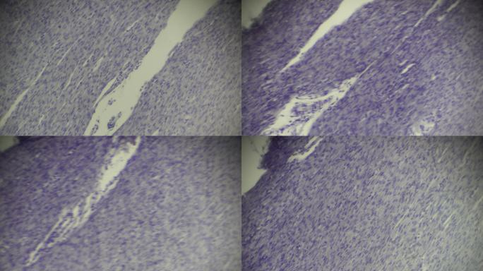 心肌细胞显微镜切片