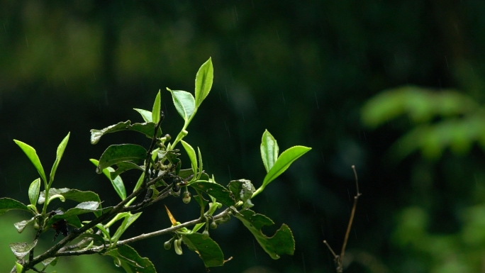 野茶树