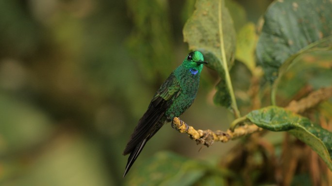 绿紫耳蜂鸟，哥斯达黎加