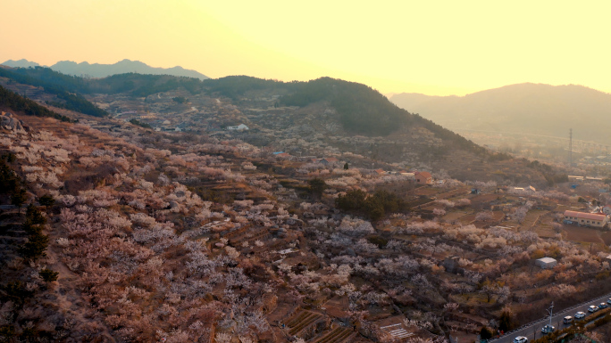 樱桃花大崂樱桃谷崂山卧龙村夕阳航拍村庄