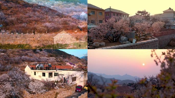 樱桃花大崂樱桃谷崂山卧龙村夕阳航拍村庄