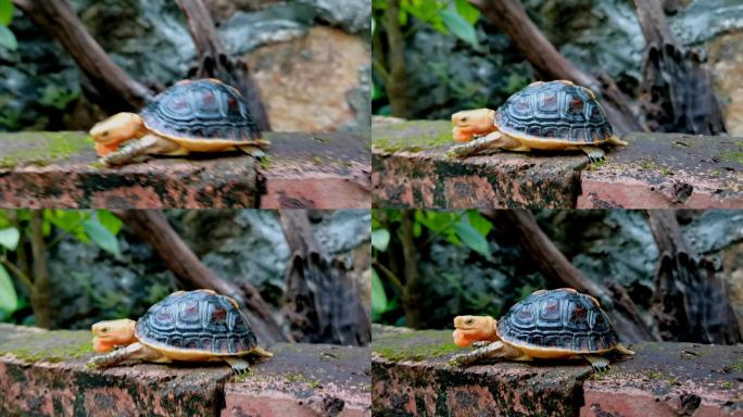 黄缘闭壳龟：稳坐着半水龟互动之王的宝座2
