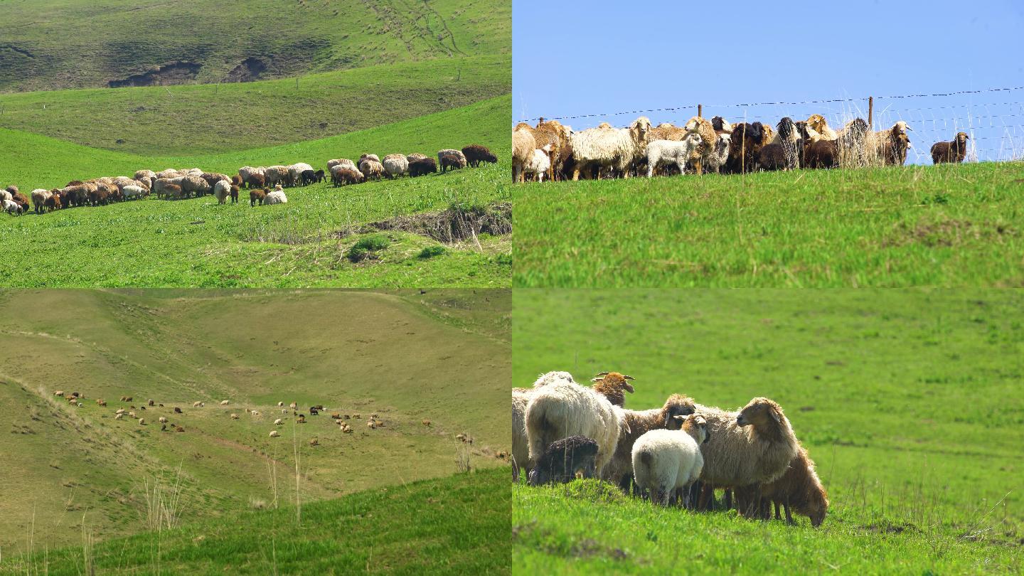 草原生活 中国新疆 羊群 实景航拍