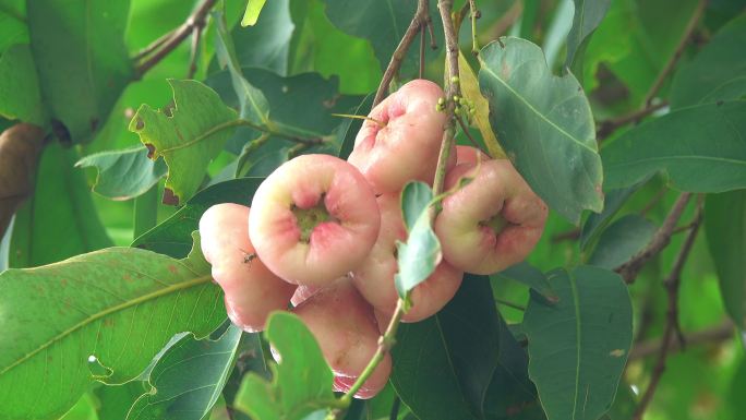 花园里的水苹果果园水果树叶