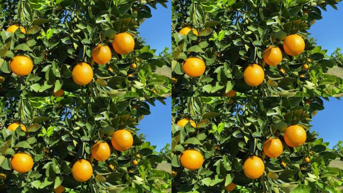 树上的橘子绿意农村乡下