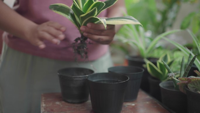 女性移植植物绿化绿植