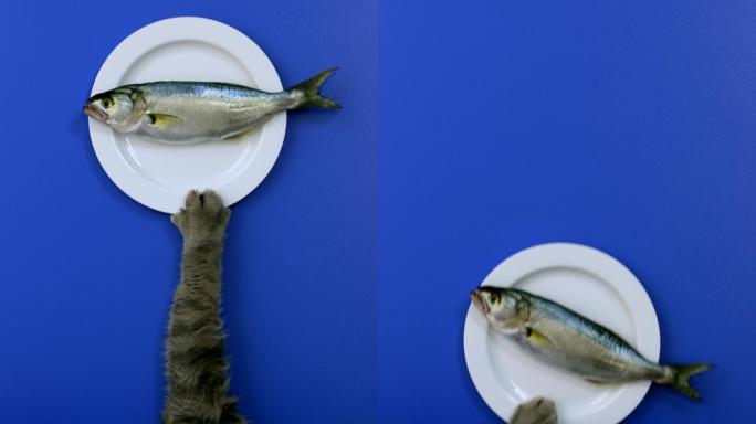 饥饿的猫拉着白色盘子吃鱼。