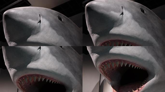 大白鲨鲨鱼牙齿模型 (6)