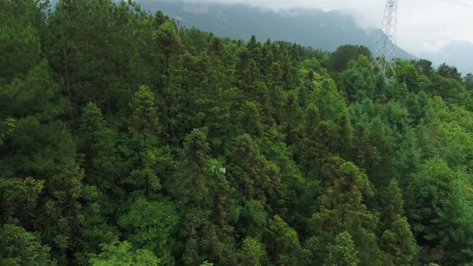 青山绿树