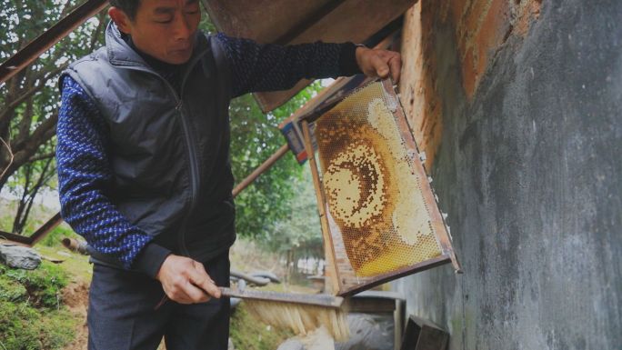 蜂农养蜜蜂收蜂蜜