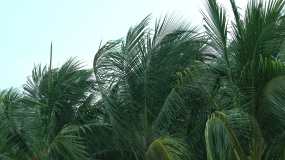 风暴吹椰子树视频素材