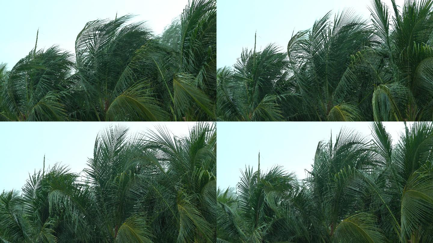 风暴吹椰子树大风对流天气暴风雨来临之前