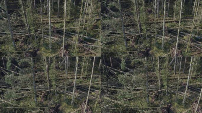 显示风暴对树木造成损害的无人机视图